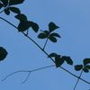 P1240467　シルエット