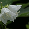 P1046236　梅雨の日に