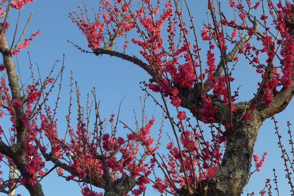 P1250984　紅梅