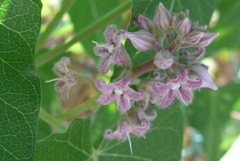 P1180549　野の花