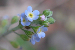 P1290688　小さな小さな花