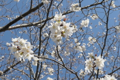 P1001282　雪のような…