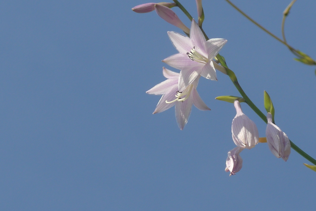 P1230710　ギボウシ