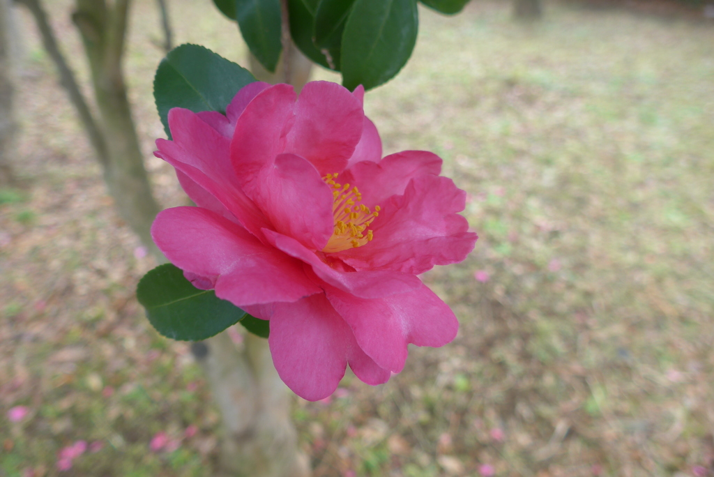 P1130142　サザンカ