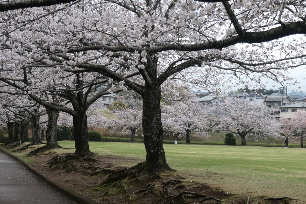 P1057896　桜咲く公園