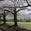 P1057896　桜咲く公園