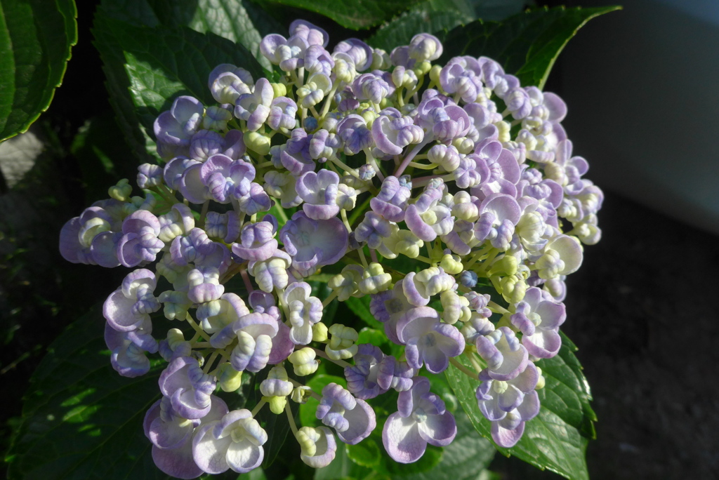 P1090928　クリンクリン♪