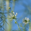 P1034521　コスモス