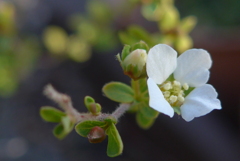 P1260025　愛らしさ（花言葉）