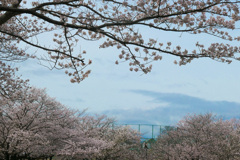 P1057954 (3)　桜咲く公園にて