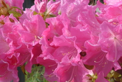 P1150031　華やか