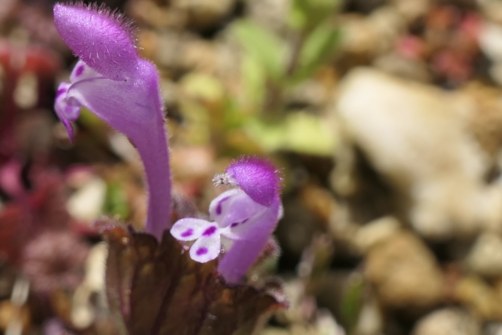 P1057698　野の花