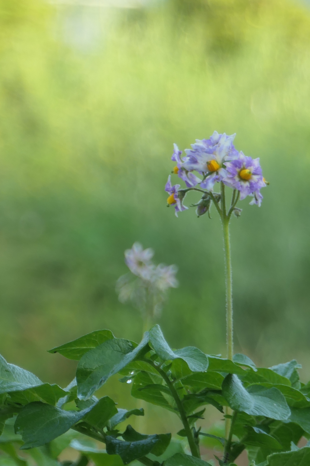 P1058273　ジャガイモの花