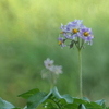 P1058273　ジャガイモの花