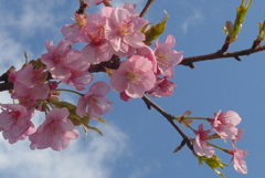 P1070619　河津桜