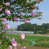P1100478　ムクゲの咲く風景