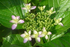 P1220912　ダンスパーティーのはじまり