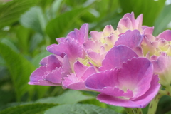 P1012034　紫陽花