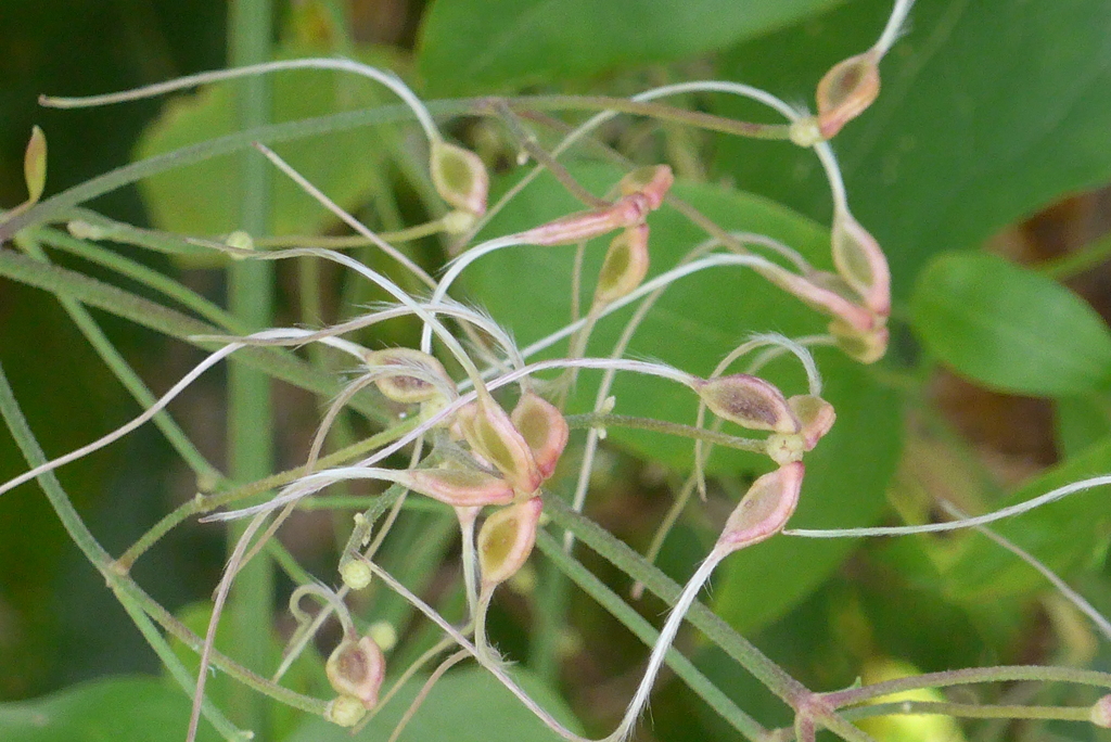 P1390226　センニンソウの花の後