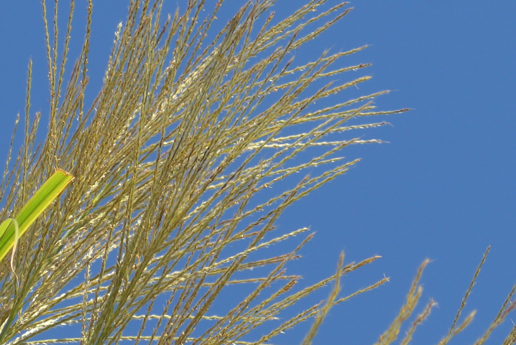 P1390175　ススキ