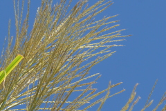 P1390175　ススキ