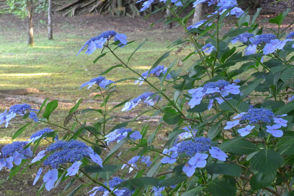 P1360229　公園のヤマアジサイ