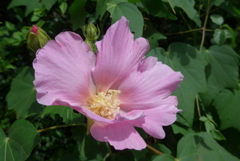 P1390132 芙蓉 P1390132 芙蓉