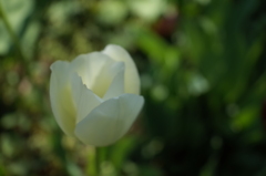 R0353457　やわらかな光