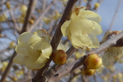 P1390464　蝋梅
