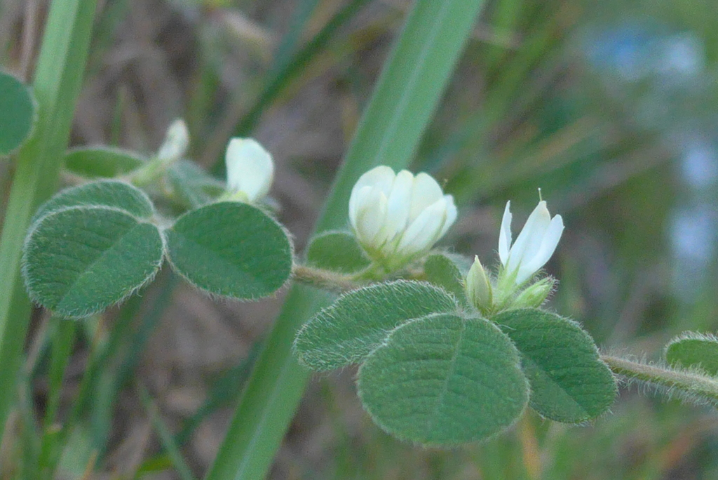 P1310025　野に咲く