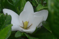 P1230096　クチナシ