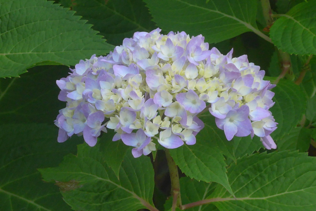 P1220844　はじまり