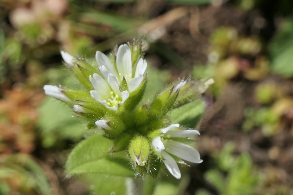 P1057694　野の花