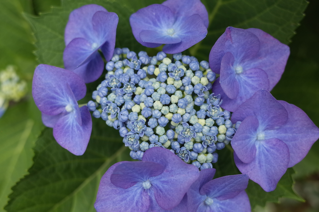 R0352476　あじさい