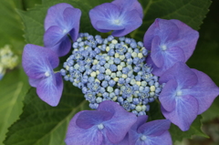 R0352476　あじさい