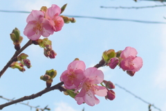 P1190871　咲き始めの河津桜 ♪