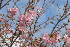 P1130621　河津桜