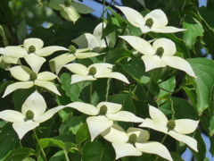 P1090377　ヤマボウシ