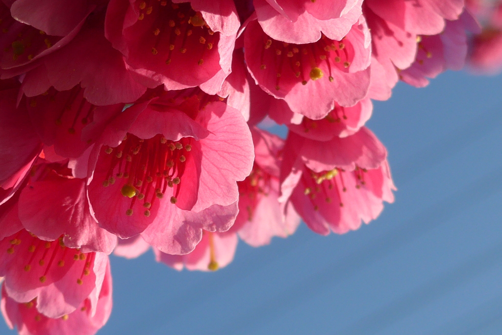P1200693　緋寒桜
