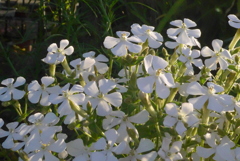 P1320434　朝の光に