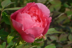 P1380251　牡丹
