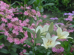P1160360　6月の花