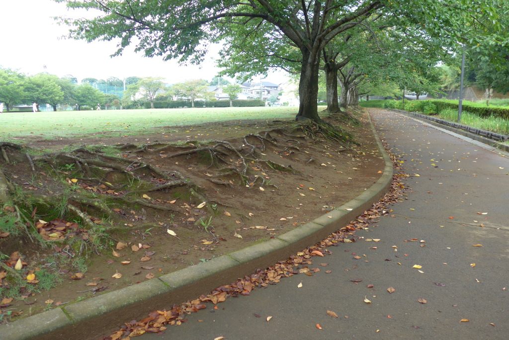 近くの公園