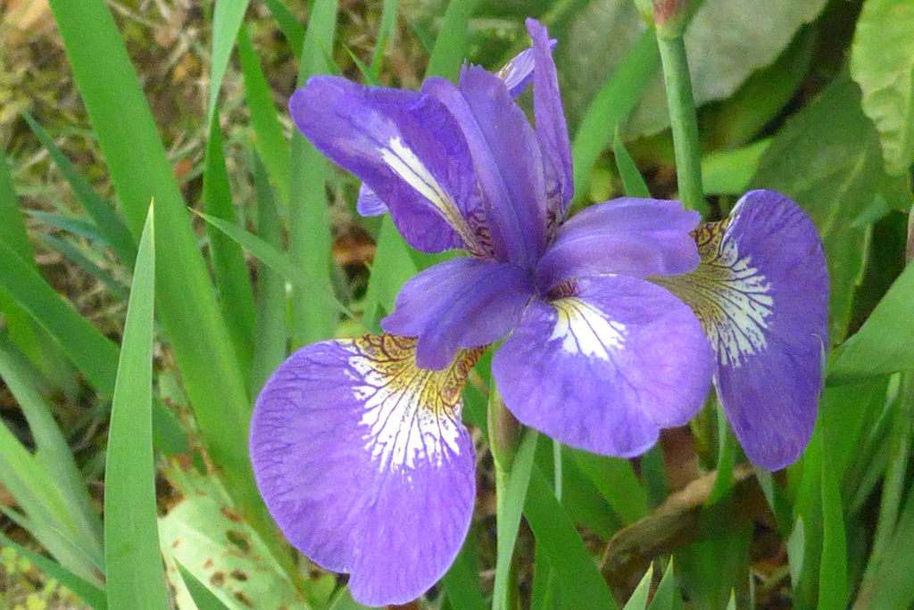 P1320964　ミニアヤメ
