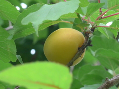 P1100136　ウメの実