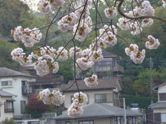 P1080435　町と八重桜
