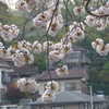 P1080435　町と八重桜