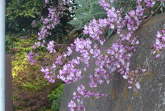 P1140777　ウンナンハギ