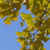 P1280890　イチョウ