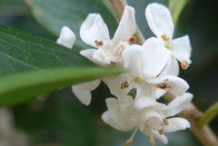 P1390218　ヒイラギモクセイ